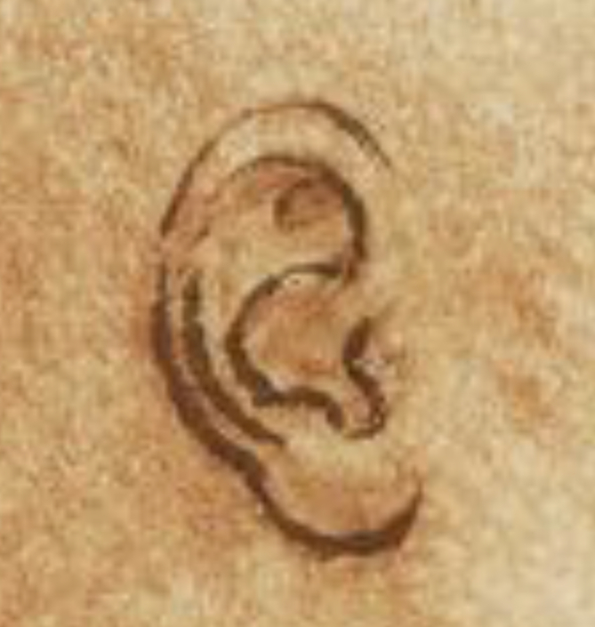 Detail of an ear with a clearly defined earlobe in Leonardo da Vinci’s drawing, RCIN 912600.
